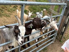Goats :-)