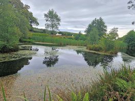 Pond on site