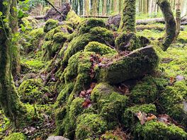 The forest at ox mountain to mass rock