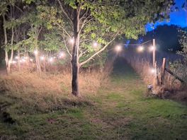 Fairy lights on site