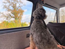 Our dog thoroughly enjoyed her stay too! very dog friendly. thank you!