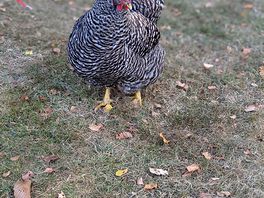 Campsite chicken