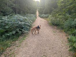 Beautiful woodland walk