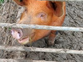 There's a couple of pigs to visit on the site