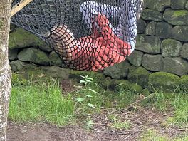 Hammock tangle