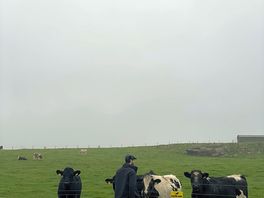 Cows that greeted us in the morning.