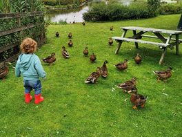 Ducks