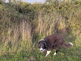 The farm walk for dogs on site