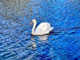 Lake full of wonderful ducks,swans,birds