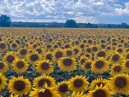 Beautiful sunflowers we found while on our cycle