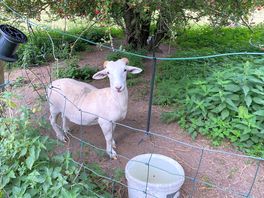 Sheep