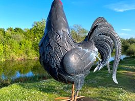 Cockerel 🐔