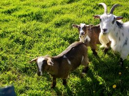 Goats
