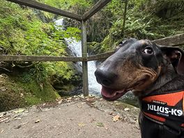 Beautiful water falls, lakes, walks. dogs loved it