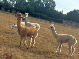 Farm animals