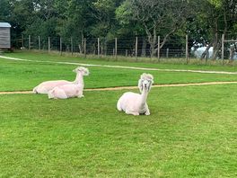 Alpacas