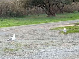 Visiteurs du matin