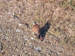 The american kestrels on the cliff