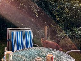 Slow breakfast with our doggie :-)