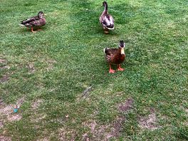 Friendly ducks.