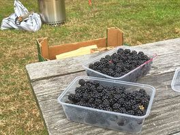 Blackberries!