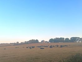Cows