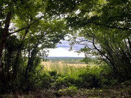 View from woods