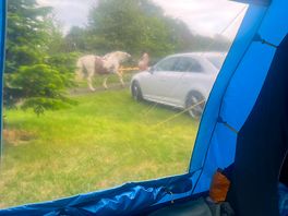 Horse being exercised.