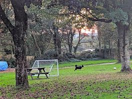 Dog running around site