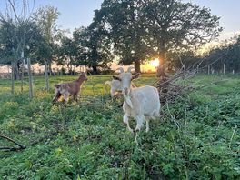 The friendly goats by the campsite