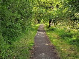 The woodland walk