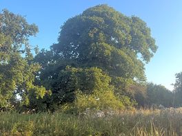 Mature oak