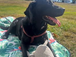 Alfie boi with ellie his elephant enjoying the views