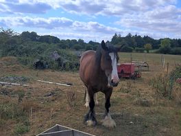 Bob the cob horse