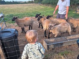 Sheep feeding