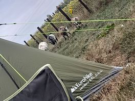Goats on site