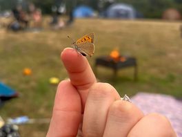 Even butterfly love be there