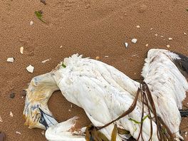 Toter basstölpel am strand zwischen embo und dornoch - zum heulen