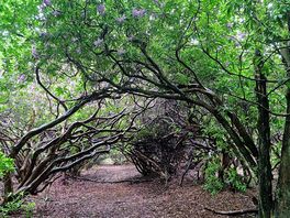 Walks through the woods