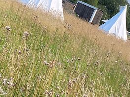 Tipis