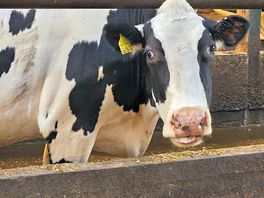 Mommy cow