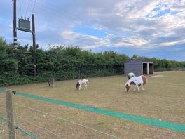 Horses in paddock