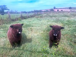 Teddy bear lambs!