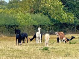 Al pacas nearby