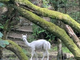 Lama