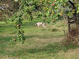 Woody chasing apples