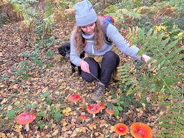 More mushrooms