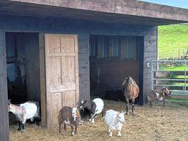 Farm animals đ·đŠ
