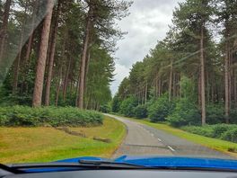 Forest leading to site
