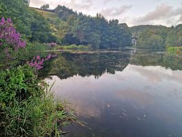 Gorgeous lake and plants
